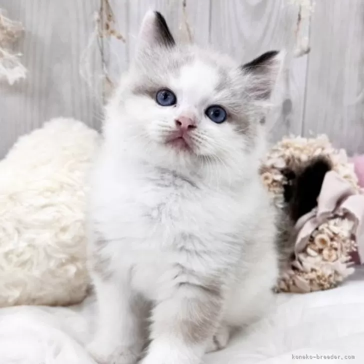 ID:2312-00484の子猫