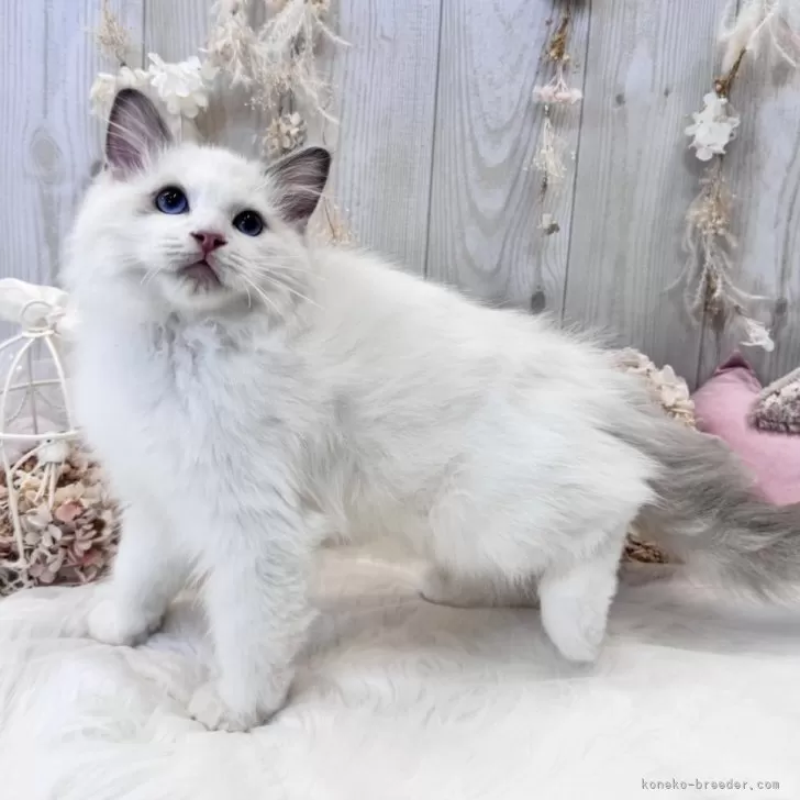 ID:2310-02934の子猫