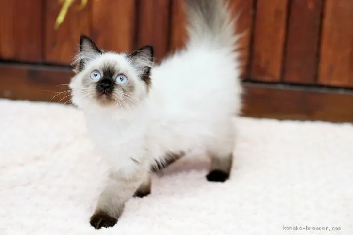 ID:1911-00013の子猫