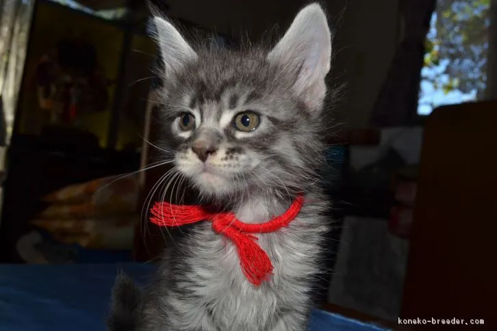 ID:1607-00909の子猫
