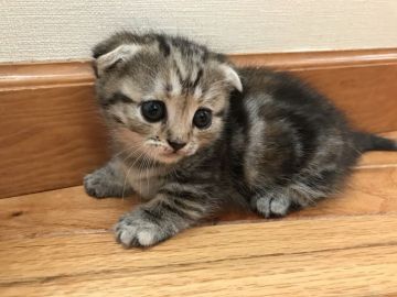 マンチカン【東京都・女の子・2017年7月25日・シルバーパッチドタビー（綿毛ショートヘア）】の写真「耳たれ短足ちゃん」