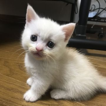 マンチカン(短足)【東京都・男の子・2022年4月9日・(シェーデッド)カメオ&ホワイト】の写真「ACCグランドチャンピョン血統」