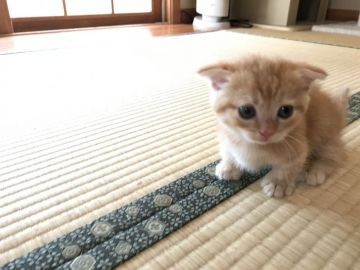 マンチカン【東京都・男の子・2017年7月25日・カメオマッカレルタビー（綿毛ショートヘア）】の写真「超短足カメオくん。ママはチャンピョンです。」