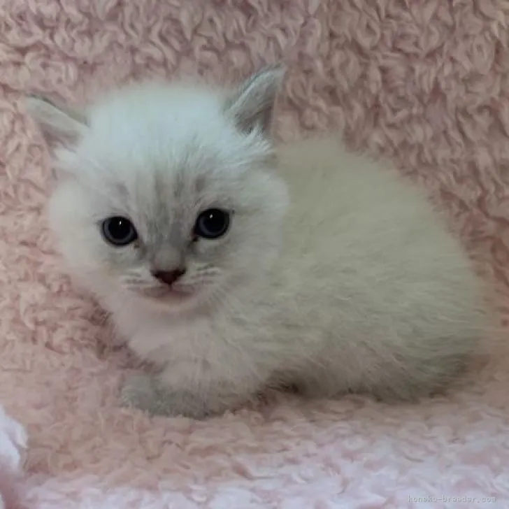 ID:2301-01969の子猫