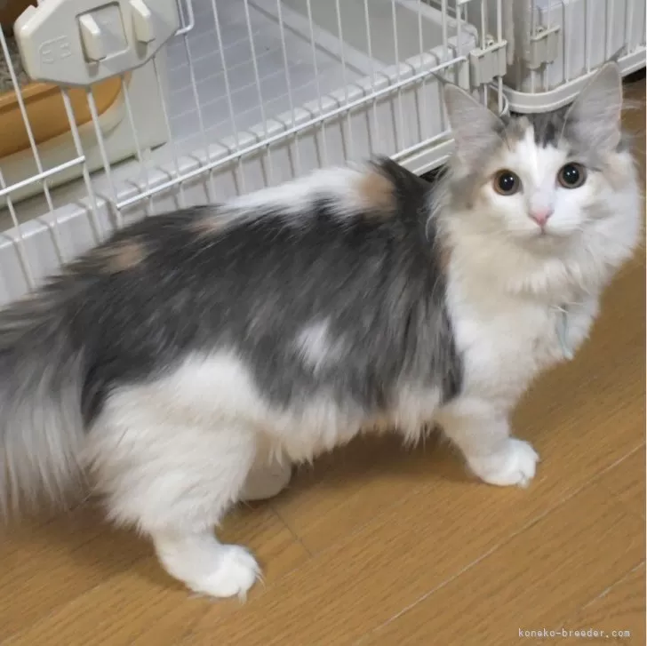 ID:2311-01256の子猫