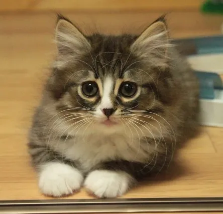 ID:1210-00117の子猫