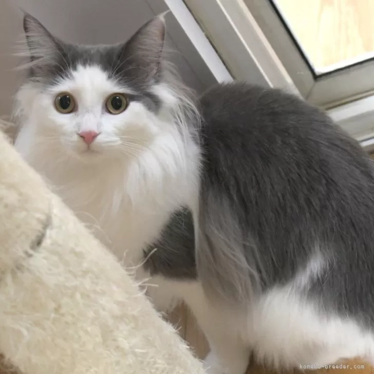 ID:2308-00302の子猫