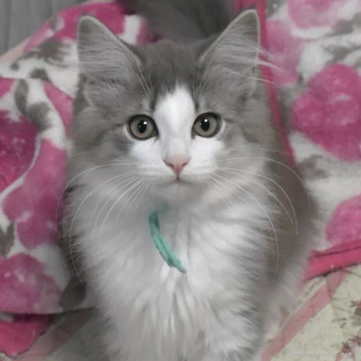 ID:2412-02136の子猫