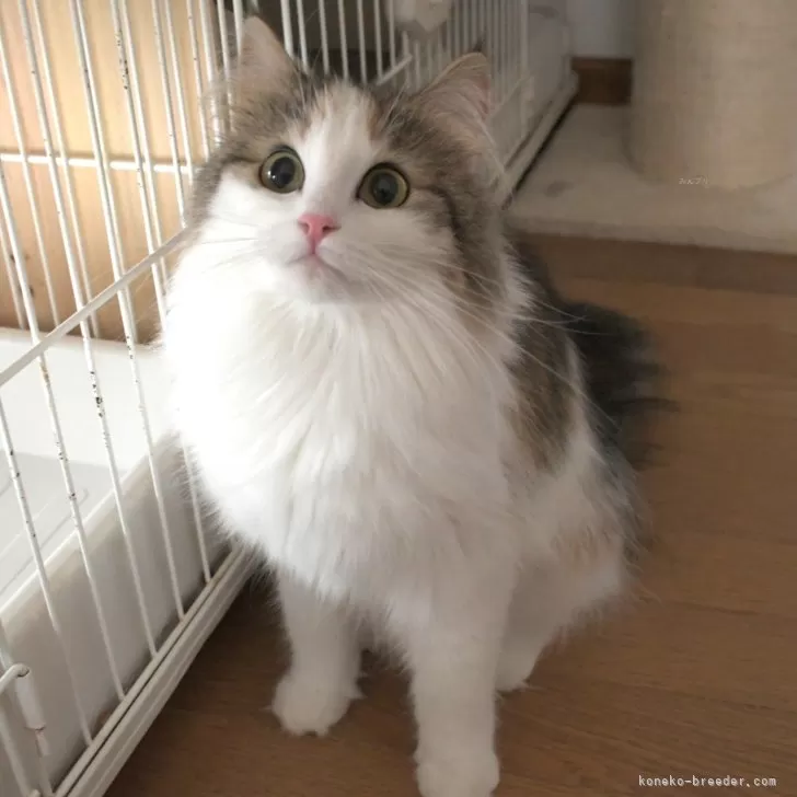 タノ 様のお迎えした子猫