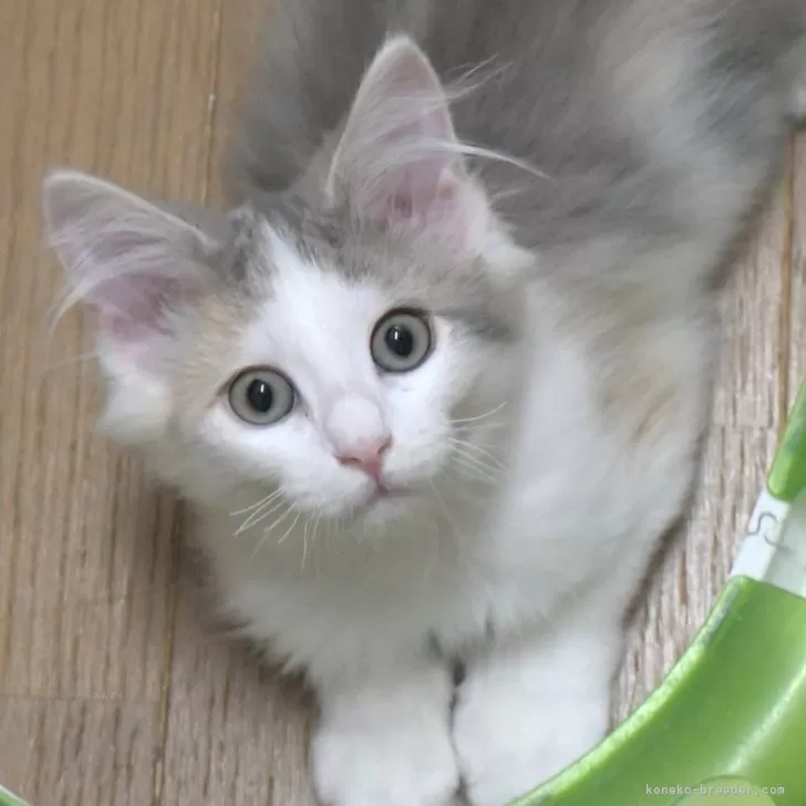 ID:2502-00125の子猫