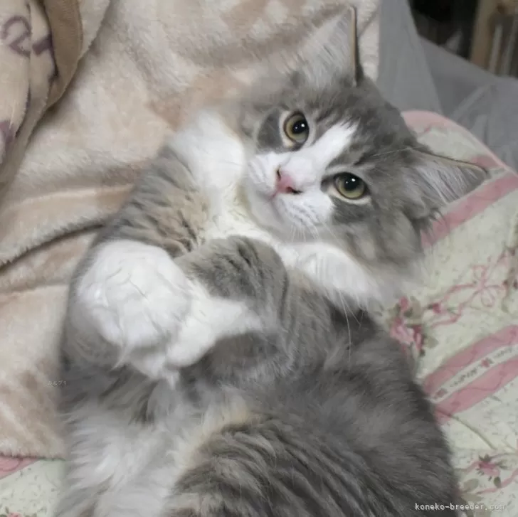 ゆき 様のお迎えした子猫