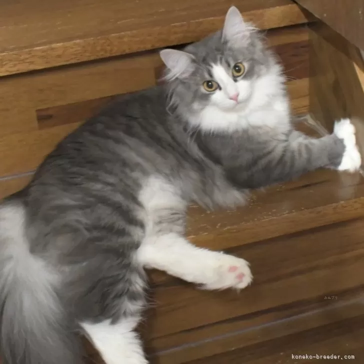 うを 様のお迎えした子猫