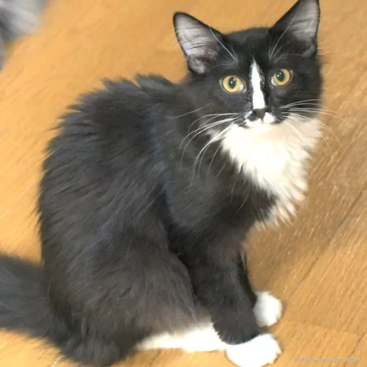 ID:2503-01133の子猫