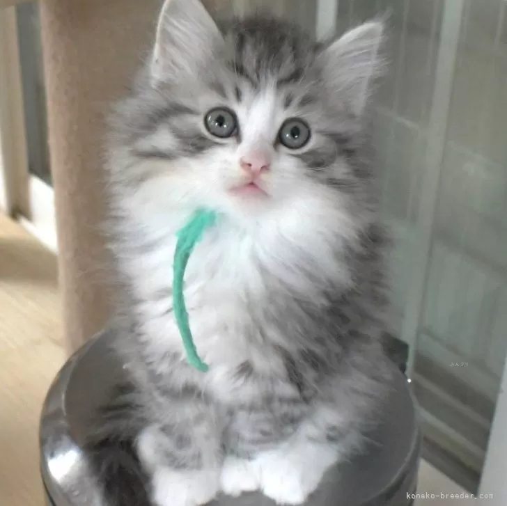 ID:2501-00361の子猫
