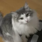 ノルウェージャンフォレストキャット