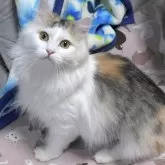 ノルウェージャンフォレストキャット