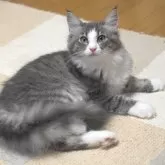 ノルウェージャンフォレストキャット