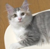ノルウェージャンフォレストキャット