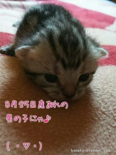 はな・えいと。 様のお迎えした子猫