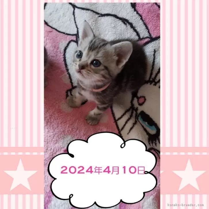 ID:2403-02838の子猫