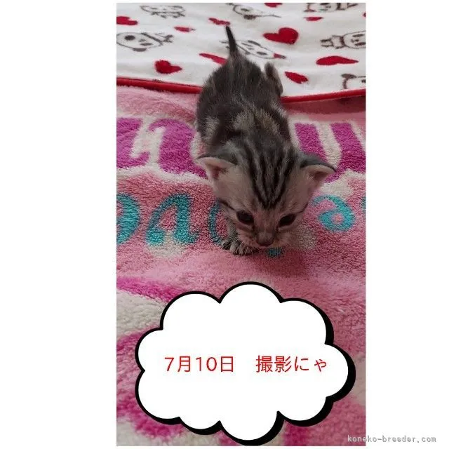 くみ 様のお迎えした子猫