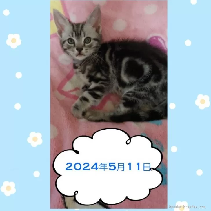 ID:2404-00226の子猫