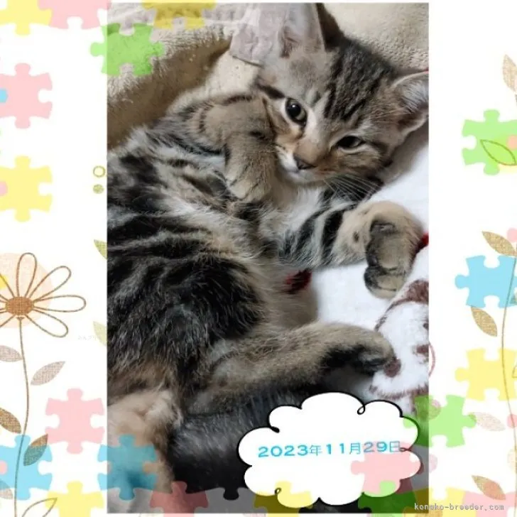 ID:2310-01216の子猫