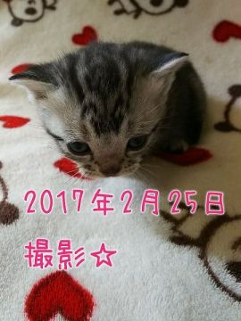 アメリカンショートヘア【鹿児島県・女の子・2017年2月1日・シルバータビー（シルバータビー）】の写真「甘えん坊さんです＾＾」