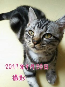 アメリカンショートヘア【鹿児島県・男の子・2017年6月12日・シルバータビ―（シルバータビ―）】の写真「模様が濃く綺麗で口元がニッコリしてます☆」