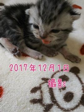 アメリカンショートヘア【鹿児島県・女の子・2017年11月20日・シルバータビー（シルバータビー）】の写真「元気いっぱいで甘えん坊さん？の様子です＾＾」