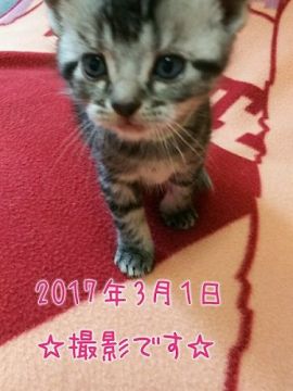 アメリカンショートヘア【鹿児島県・男の子・2017年2月3日・シルバータビー（シルバータビー）】の写真「節分の日に産まれたばかりです＾＾」