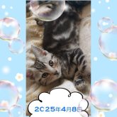アメリカンショートヘア