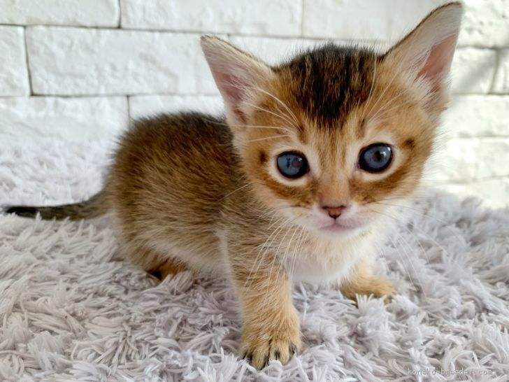 マンチカン 短足 群馬県 女の子 21年1月13日 ルディ 可愛いお顔 短足の女の子 みんなの子猫ブリーダー 子猫id 2102