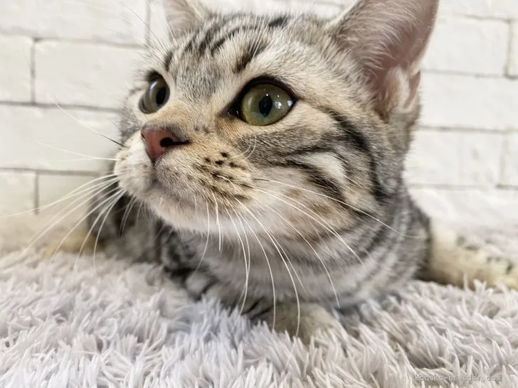 ID:2101-00934の子猫