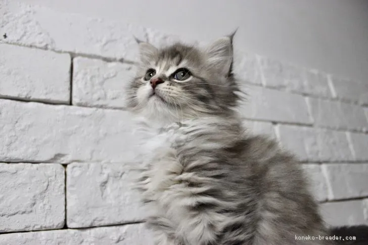 ID:1911-01662の子猫