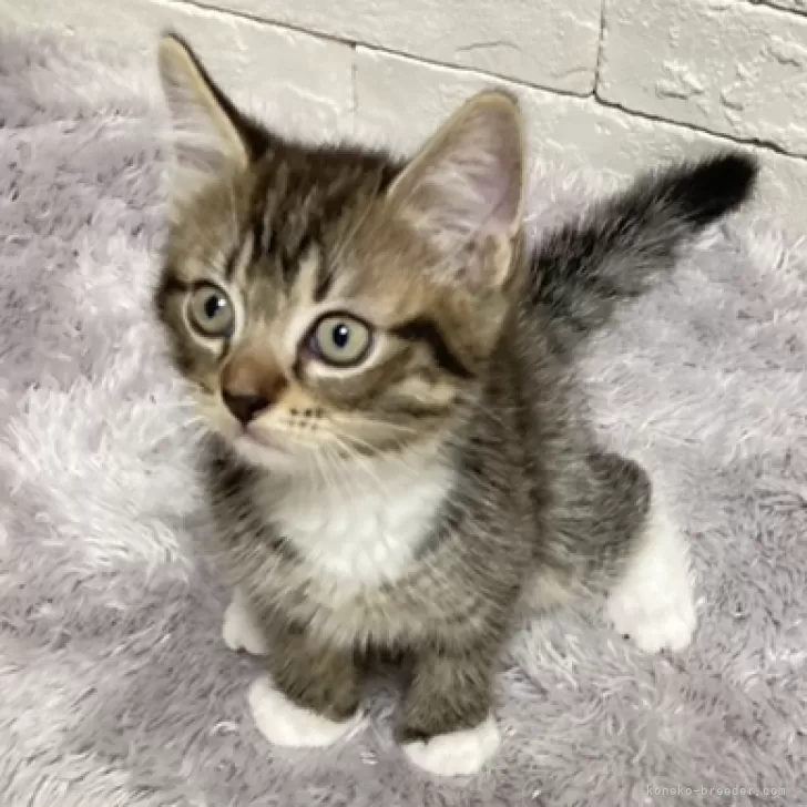 ID:2411-00962の子猫