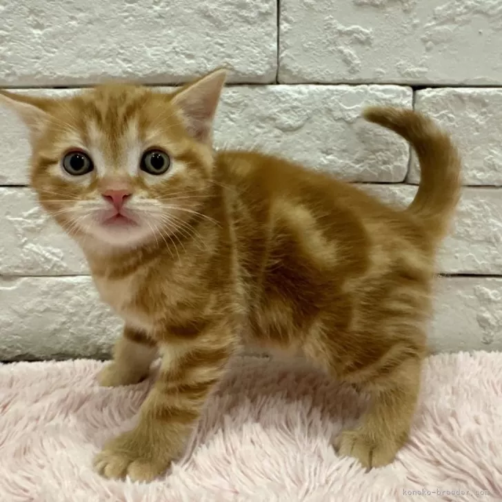 ID:2412-00089の子猫