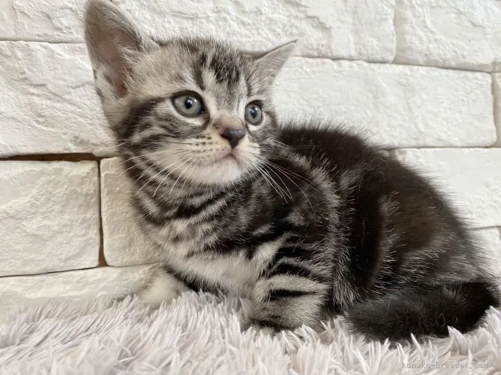 ID:2106-02202の子猫