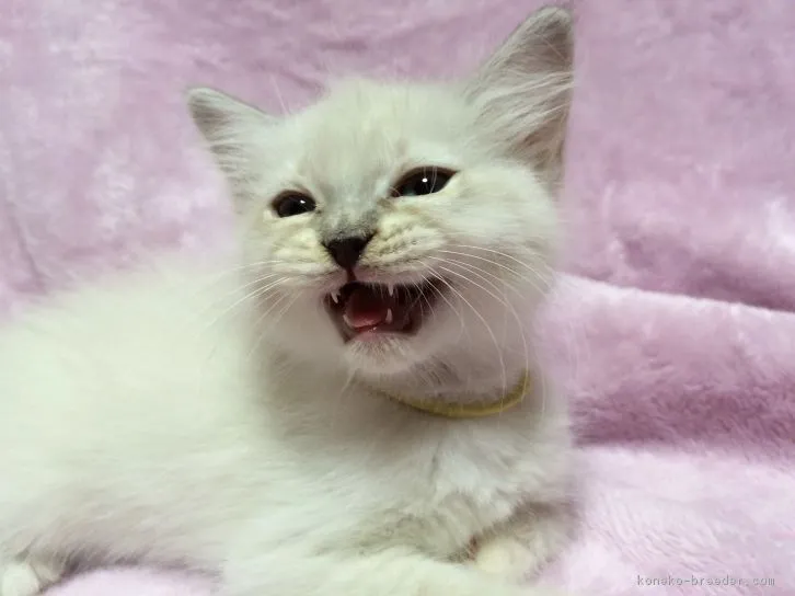 tone 様のお迎えした子猫