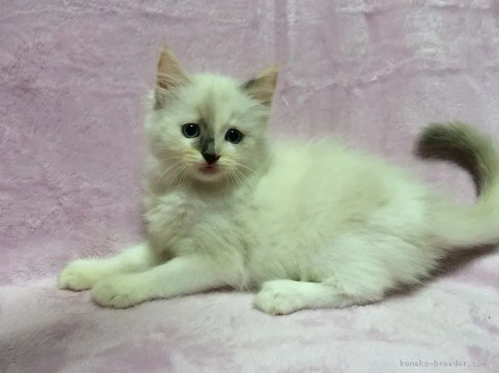 tone 様のお迎えした子猫
