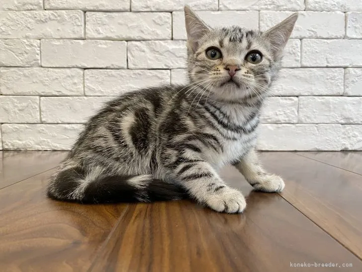 ID:2104-01419の子猫