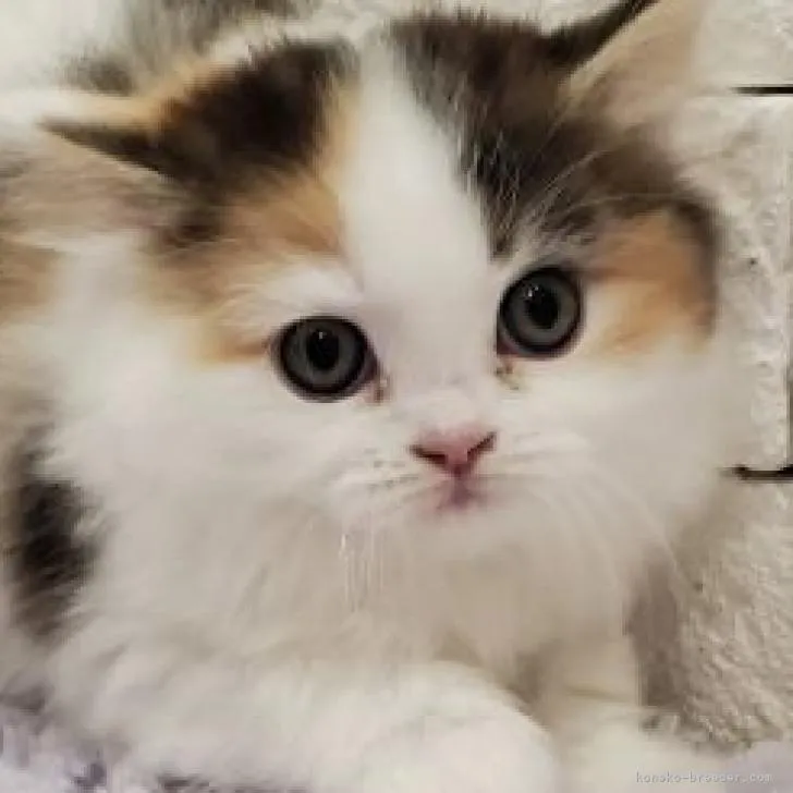ID:2211-02830の子猫