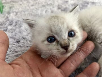 ラグドール【群馬県・男の子・2019年5月2日・シールリンクスポイント】の写真「可愛い男の子♫」