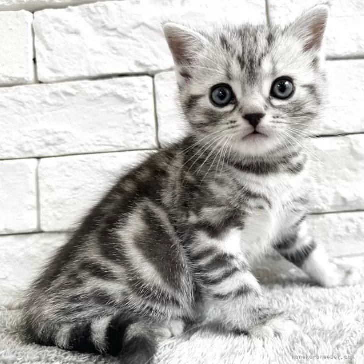 H.M 様のお迎えした子猫