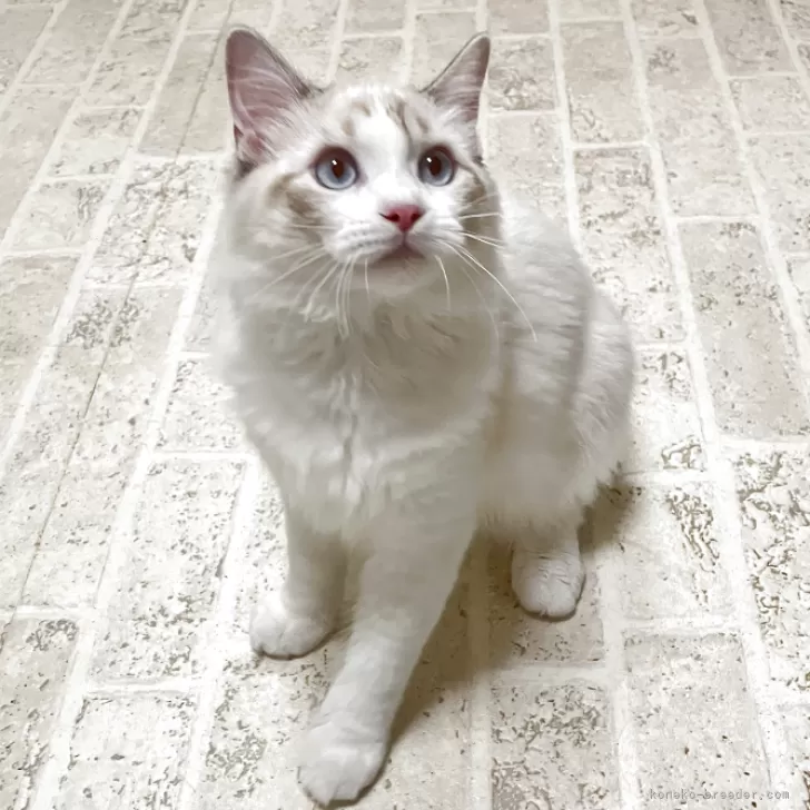 薔薇 様のお迎えした子猫