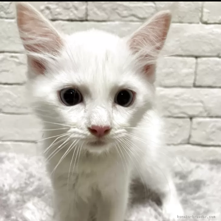 S.N 様のお迎えした子猫