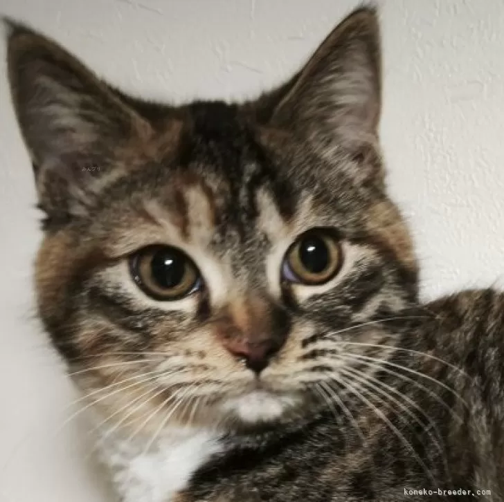 ID:2409-02967の子猫