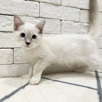 ラグドール【群馬県・男の子・2025年4月24日・ブルーポイントミテッド】の写真「可愛い男の子💕」