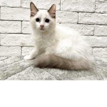 ラグドール【群馬県・男の子・2025年4月4日・ブルーポイントバイカラー】の写真「可愛い男の子💕」