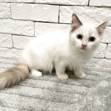 ラグドール【群馬県・女の子・2025年4月4日・ブルートーティーポイントバイカラー】の写真「可愛い女の子💖」